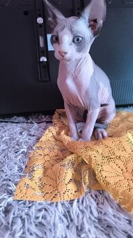 Sphynx koťata - 2