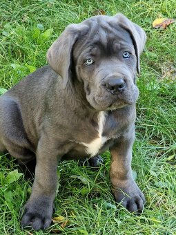 CANE CORSO štenatka s PP/ FCI rodokmen - 2