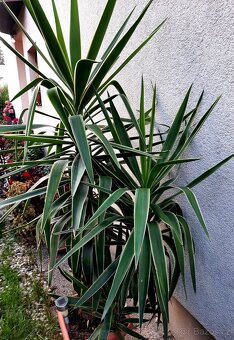 velké zdravé rostliny - 2