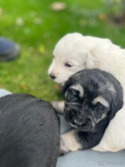 Štěňata labradorského retrívra - 2
