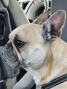 Francouzský buldoček - 2