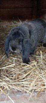 Francouzský  beran - 2