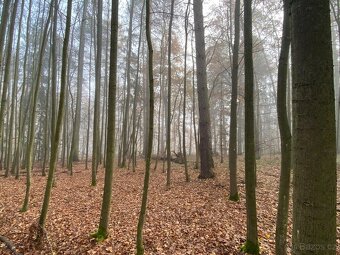 Lesní pozemek Chářovice - 2