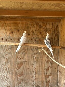 Korela chocholatá - 2