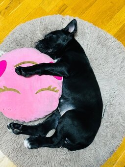 Štěňata Cane Corso - 2