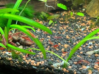 Krevetky Red cherry - 2