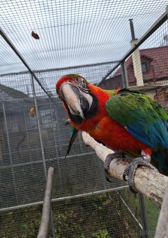 Ara Harlekýn 0.1 - 2