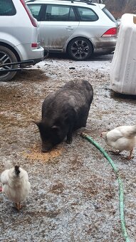 Vietnamské prase - 2