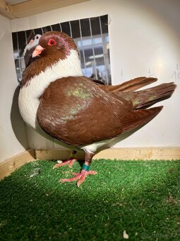 Moravský pštros červený  -  Pár - 2