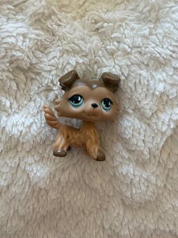 LPS Collie - 2