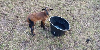 Kamerunské ovce - 2