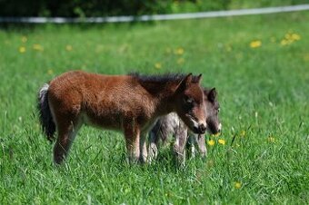 ELEGANTNÍ minihorse klisna - 2