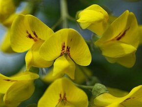 Štědřenec odvislý - Laburnum anagyroides 30 semen 50 Kč - 2