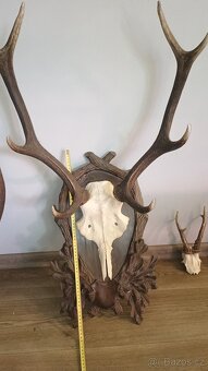 Trofej Jelen +5 podlozek - 2