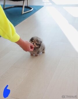 Pomeranian mini - 2