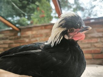 Zdrobnělá holanďanka - 2