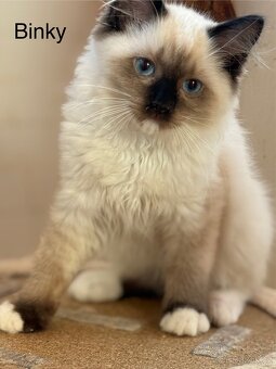 RAGDOLL - 2