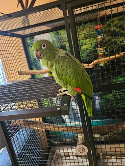 Amazoňan pomoučený REZERVACE - 2