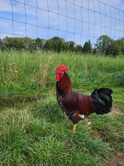 Prodám letošní kohouty - 2