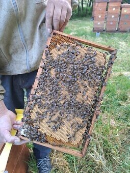 Vyzimované včelí oddělky 2026 - 2