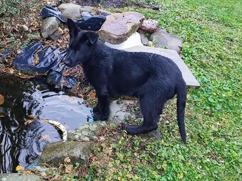 Německý ovčák fenka s PP - 2