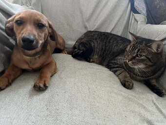 Štěňátko Jezevčíka x Jacka Russella - 2