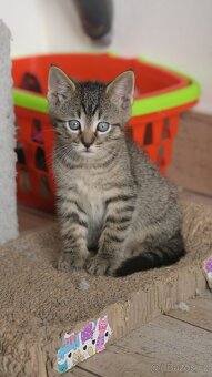 DARUJI 4 koťata s kořeny Mainské - 2