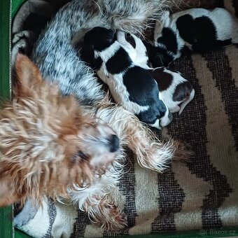 Biewer jork-fenečky bez pp,táta německý pp - 2