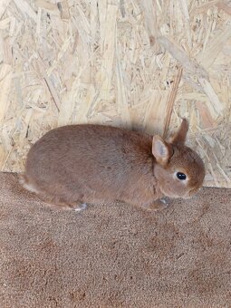 Zakrslý červený s PP - 2