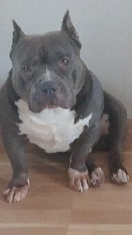 Prodám American,buly - 2