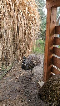 Emu hnědý - 2