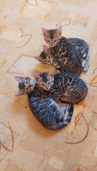 Bengalská kočka-koťátka s PP - 2