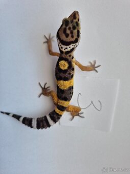 Gekončík noční - 2