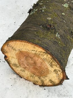 dřevo kmen višně - 2