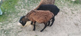 Kamerunské ovce - 2