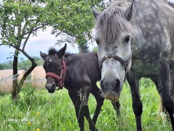 Pony klisna kat. A - 2