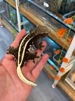 AXANTHIC C. Ciliatus - 2