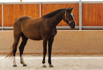 4.leta klisna (Aristo Z) - 2