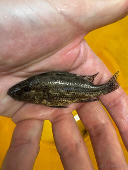 Tlamovci Nimbochromis polystigma F1 - 2