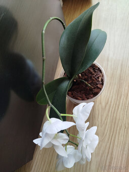 Bílá orchidej - 2