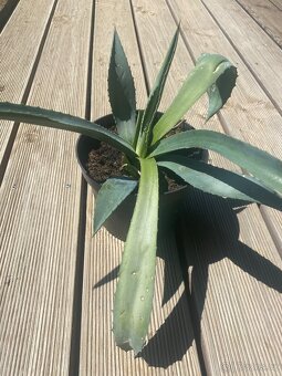 Aloe - 2