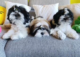Shih-tzu s PP vymazlená štěňátka (Shih tzu) - 2