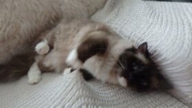 2mačičky ragdoll,radgoll,aktuálne k odberu - 2