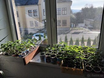 Chilli sazenice - 2