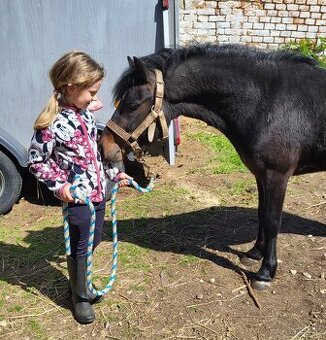 Hřebeček WPBr pony - 2