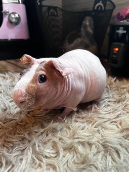 Skinny guinea pig- morčátka - 2