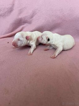 Miniaturni bulterier - 2