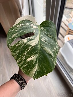Monstera albo - 2