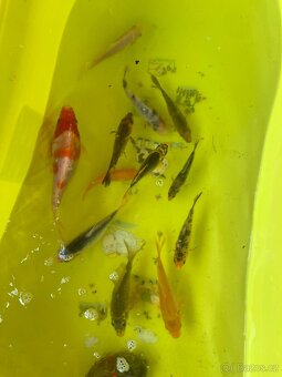 Koi Kapři - 2