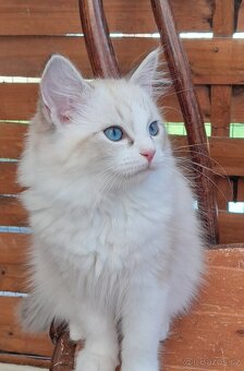 Kočičky ragdoll s PP - 2